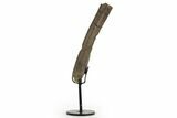 Fossil Dromaeosaurid Partial Metatarsal w/ Metal Stand #378514-1